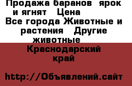 Продажа баранов, ярок и ягнят › Цена ­ 3 500 - Все города Животные и растения » Другие животные   . Краснодарский край